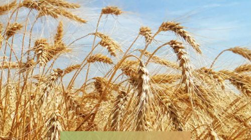 Abitrigo atualiza Cartilha do Agricultor para o uso de defensivos agrícolas no plantio de trigo