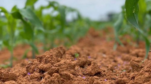 Aumentar a eficiência do uso de fertilizante nitrogenado contribui para diminuir a dependência da importação (1)