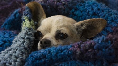 A closeup shot of a cute brown chihuahua wrapped with a blue cozy blanket