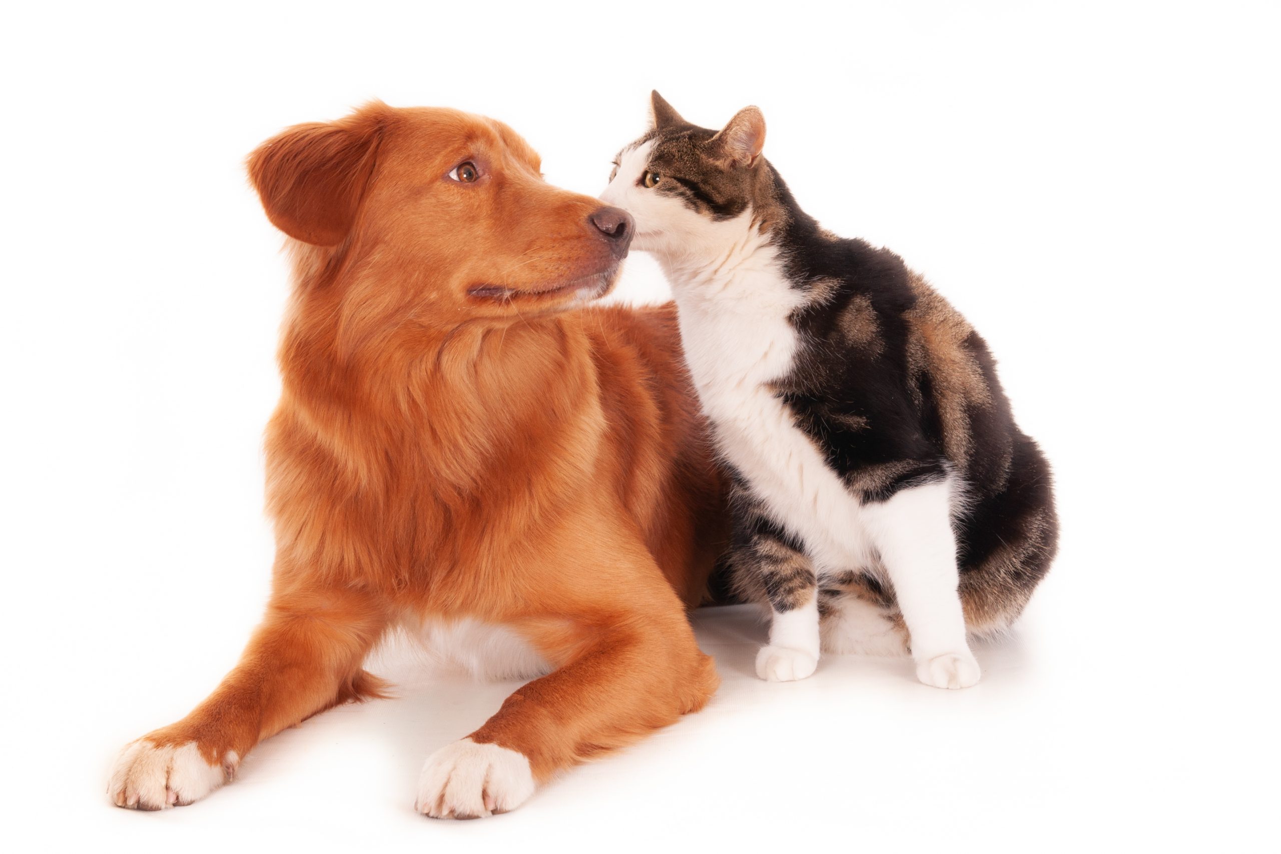 Isolated shot of a Retriever dog snuggling with a calico cat in front of a white background
