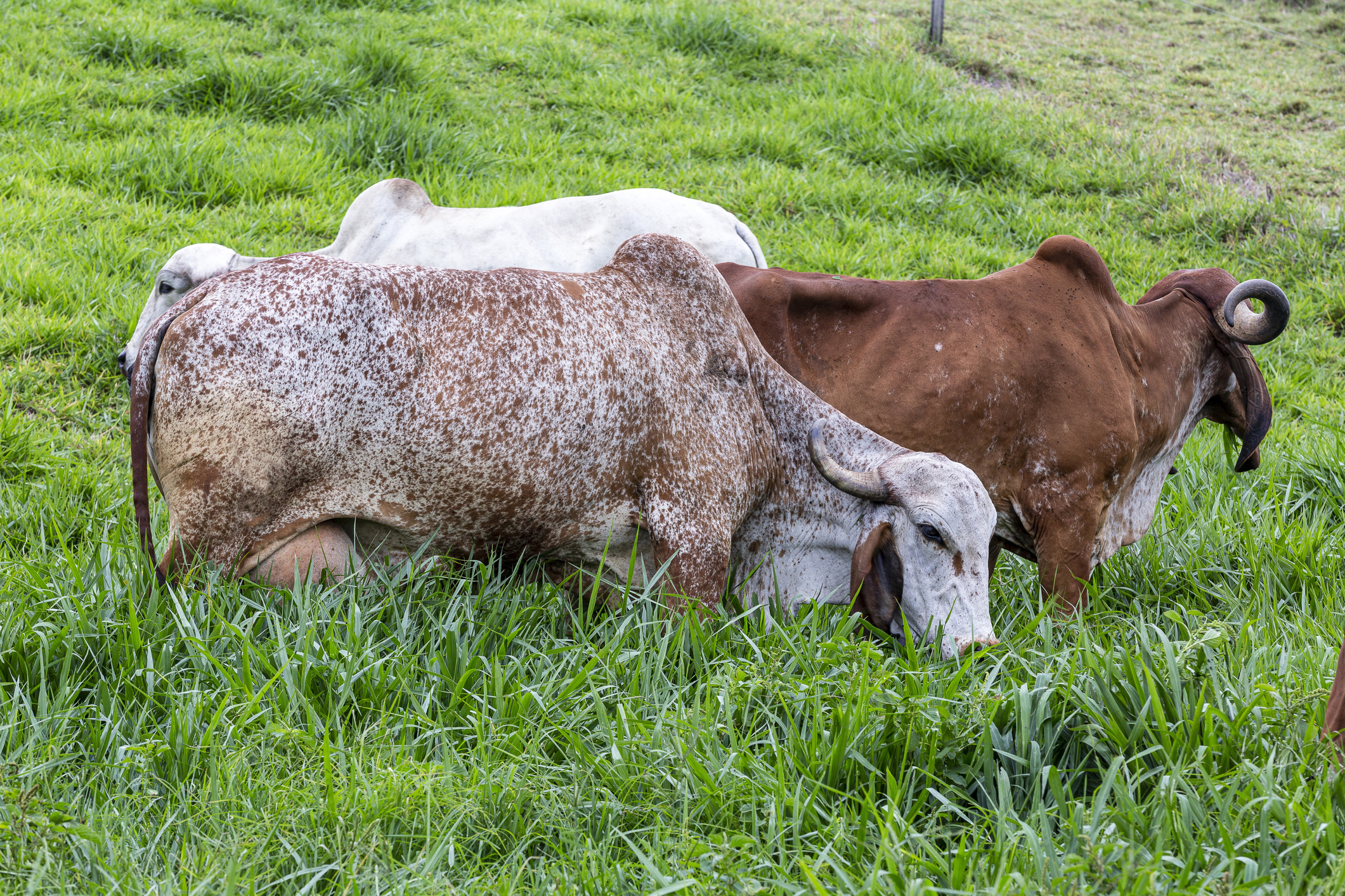 Girolando dairy cows grazing on a farm