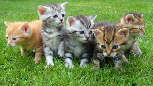 SYNTEC-PETS-Comum-em- gatos-esporotricose-causa-lesões-graves-e-pode-ser-transmitida-a-humanos