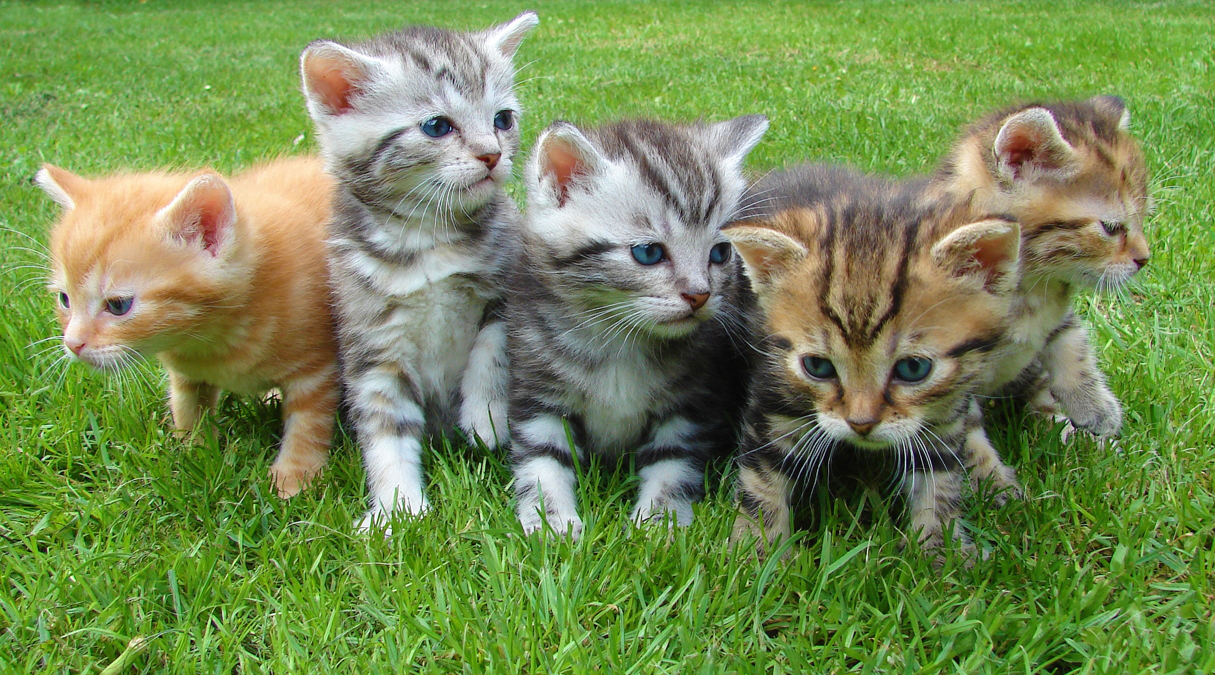 SYNTEC-PETS-Comum-em- gatos-esporotricose-causa-lesões-graves-e-pode-ser-transmitida-a-humanos
