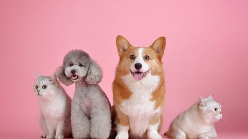 Saúde animal Ar seco favorece quadros respiratórios em cães e gatos - Foto Pixabay