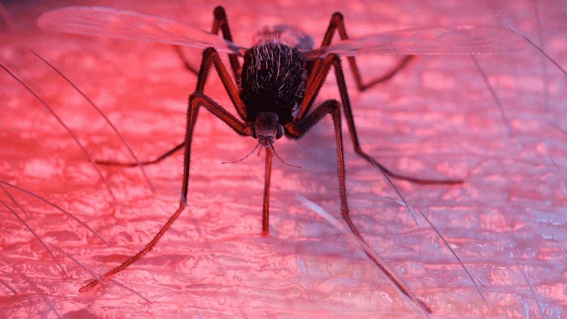 Alerta contra a Dengue: Jardim Laranjeiras, Jardim Buscardi e Centro de Taquaritinga apresentam maior índice de focos do Aedes aegypti