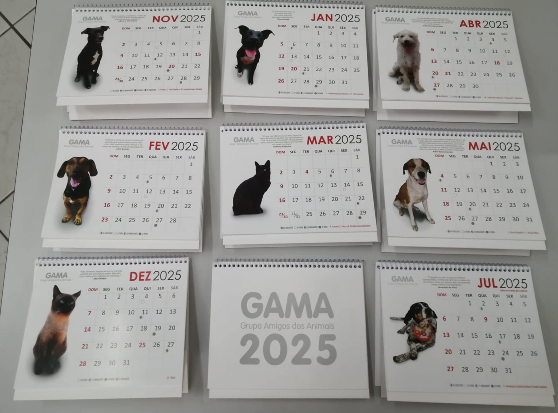 Calendário GAMA 2025: Venda do calendário contribui para castrações de animais abandonados e de famílias carentes