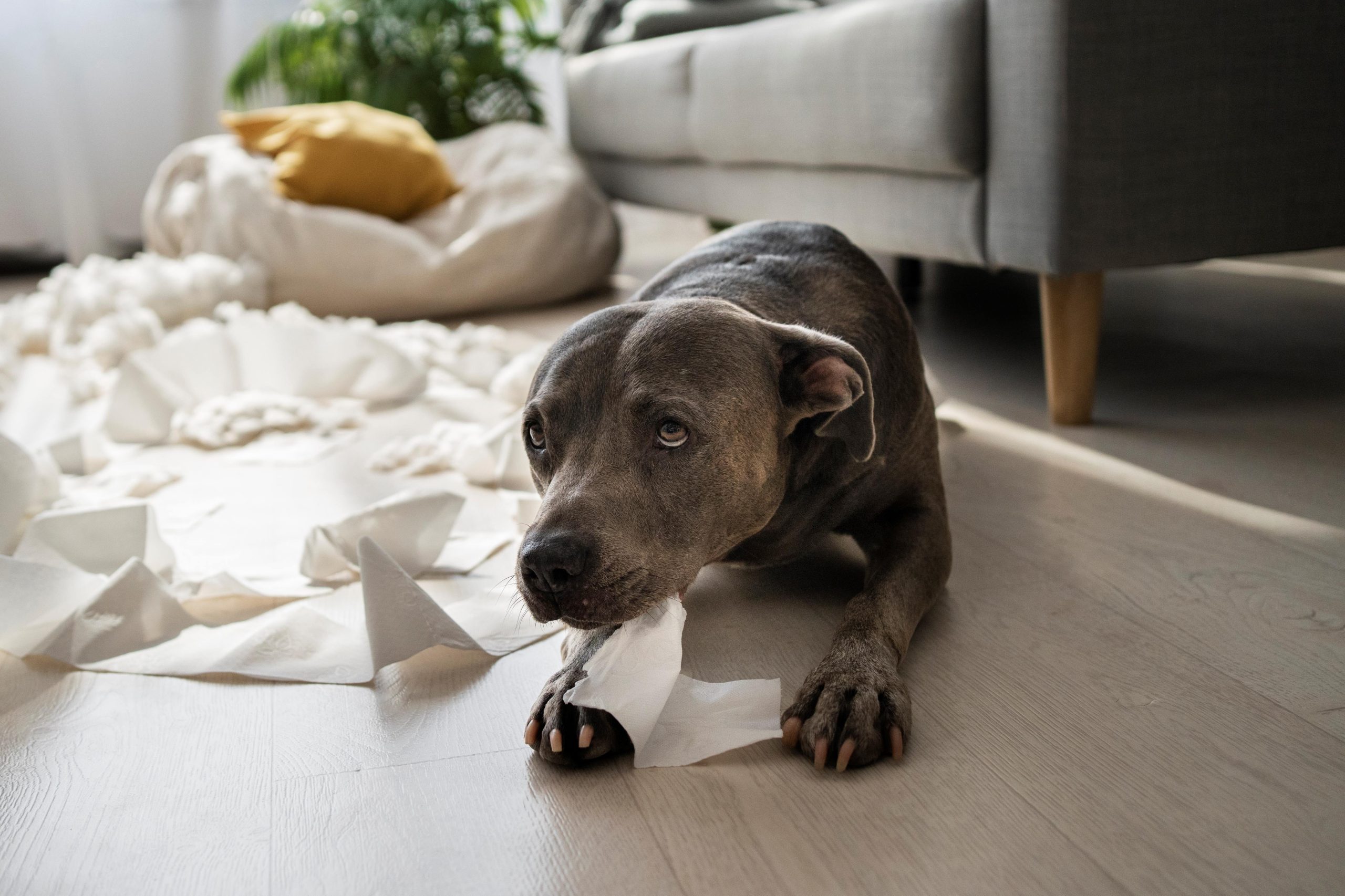 Pets: Animais também sofrem com ansiedade e depressão: como a alimentação natural pode ajudar