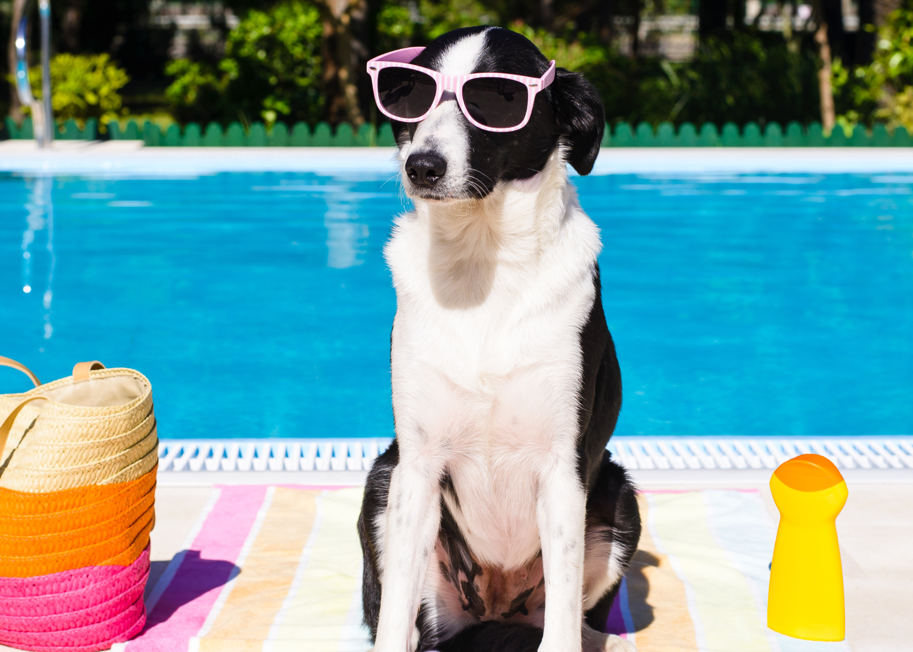 Cuidados com os pets no calor: Praia e piscina exigem atenção especial