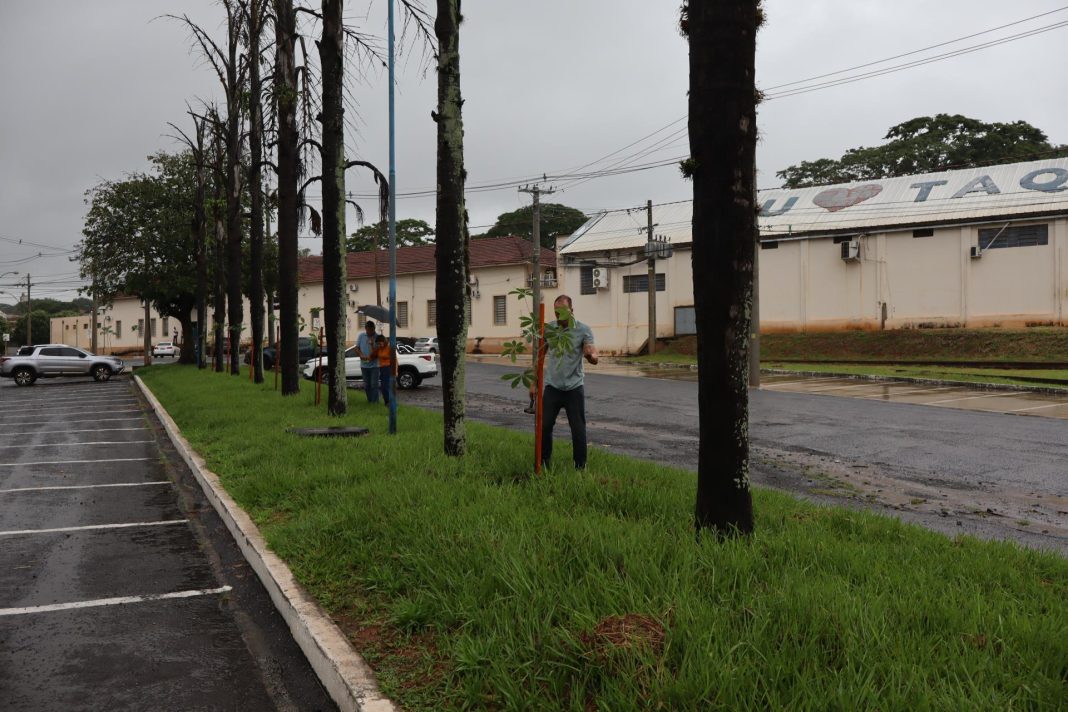 Em Taquaritinga: Prefeitura amplia arborização urbana com plantio de novas árvores