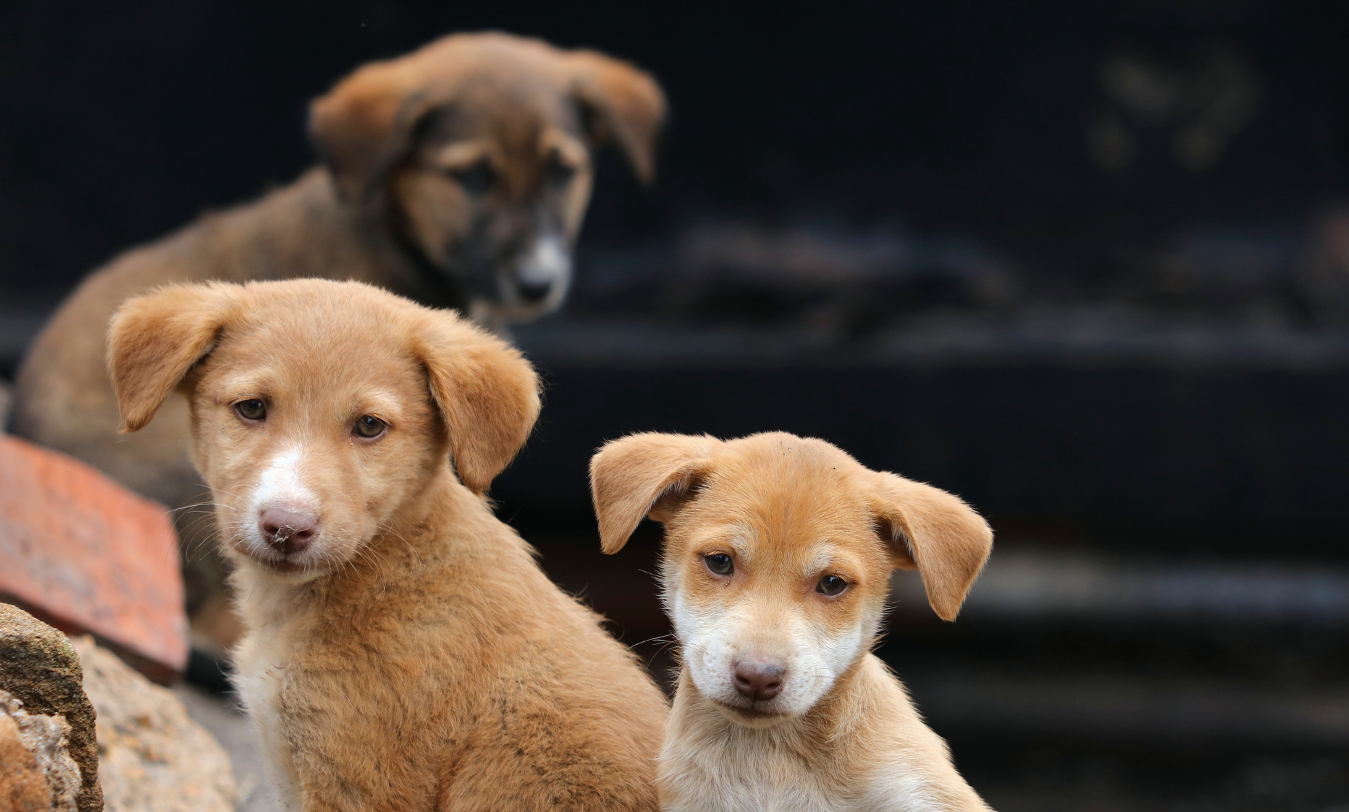 Abandono animal: Quais são os cães menos adotados no Brasil e por quê?