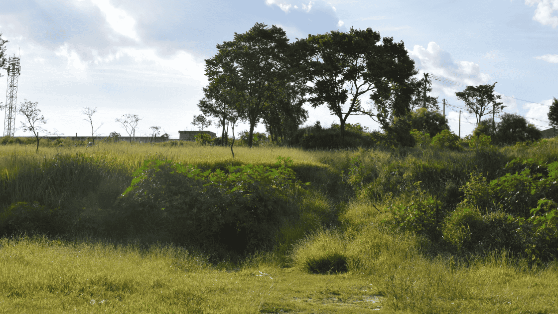 Fiscalização: Vereadora cobra ação contra terrenos baldios e calçadas tomadas pelo mato em Taquaritinga