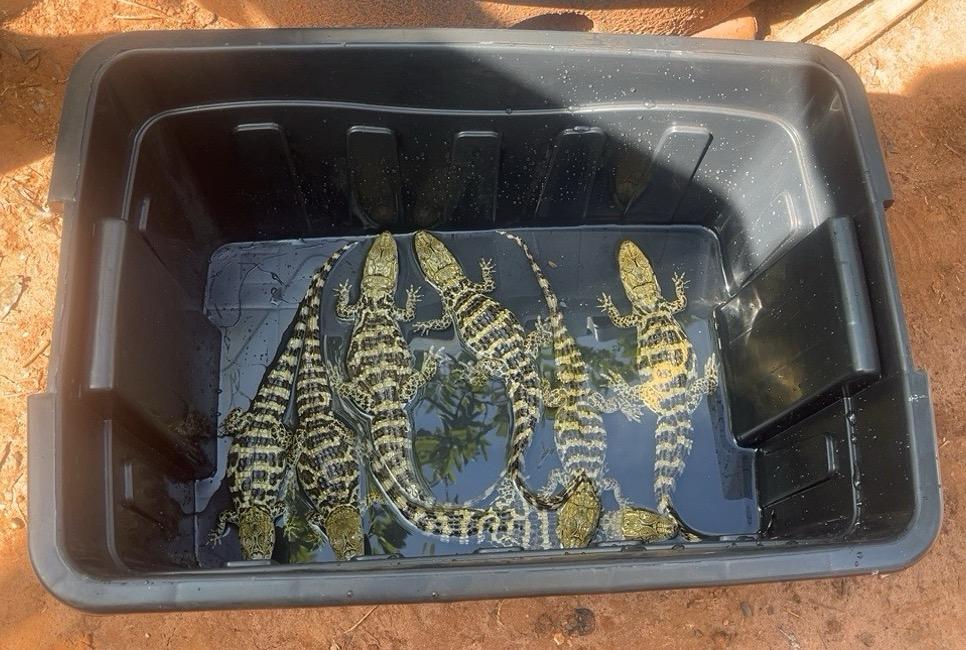Denuncie maus-tratos e tráfico de animais silvestres: Polícia Ambiental de Ibitinga apreende filhotes de jacaré em cativeiro ilegal em Tabatinga
