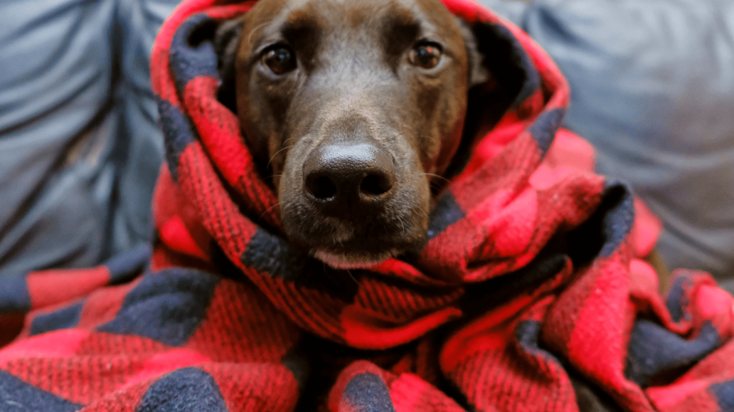 Transforme o frio em amor: Campanha solidária arrecada doações para animais resgatados em Taquaritinga