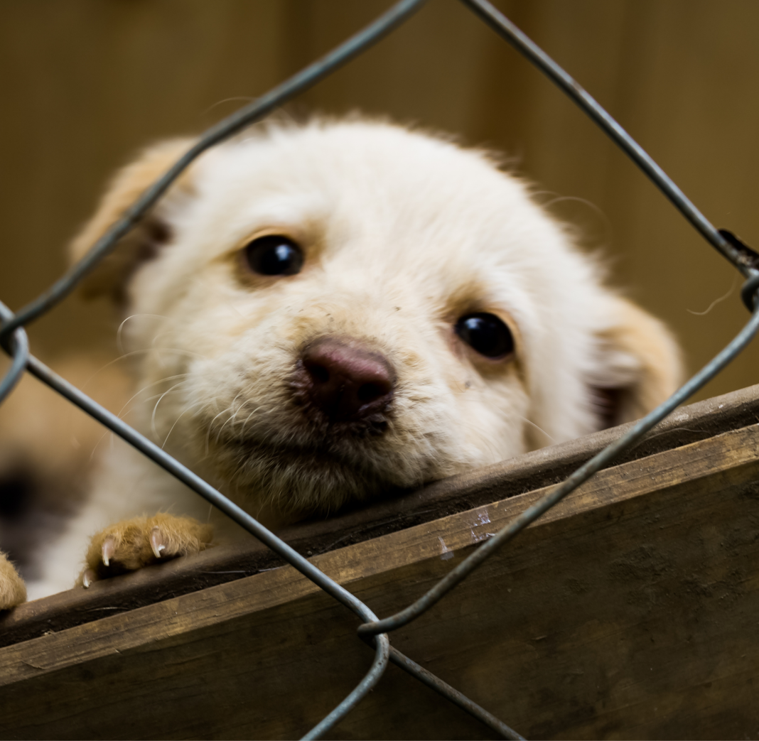 Adoção consciente em foco: Desafios para reduzir o número de animais em abrigos