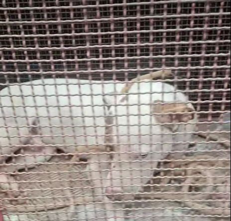 Animal solto: Idoso é atacado por pitbull no Bairro Talavasso enquanto tentava salvar seu cãozinho