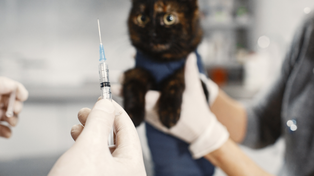 Primavera e saúde dos pets: Atenção às doenças sazonais e prevenção veterinária