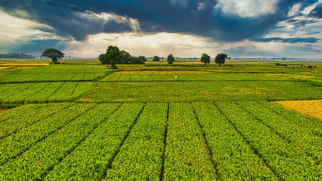 Aceleração de iniciativas: Citrosuco lança 3ª edição do Nutrir + com foco em agricultura regenerativa