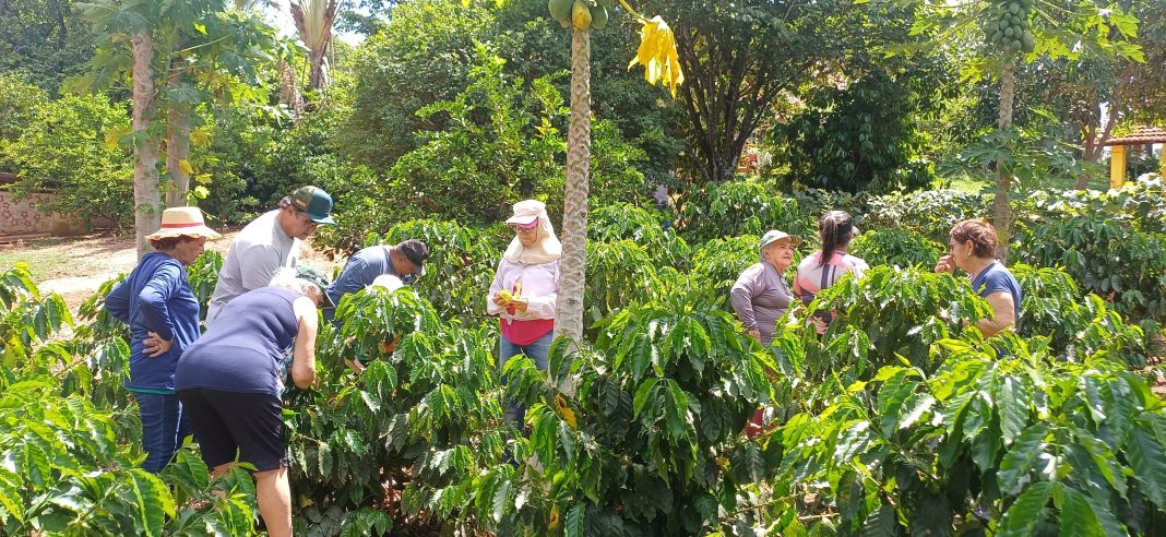 Em Taquaritinga: Curso sobre manejo e nutrição do café reúne produtores rurais
