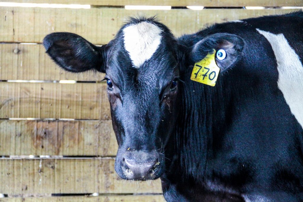 Momento Agro: Campanha de vacinação contra brucelose vai até 30 de junho em todo o estado de SP