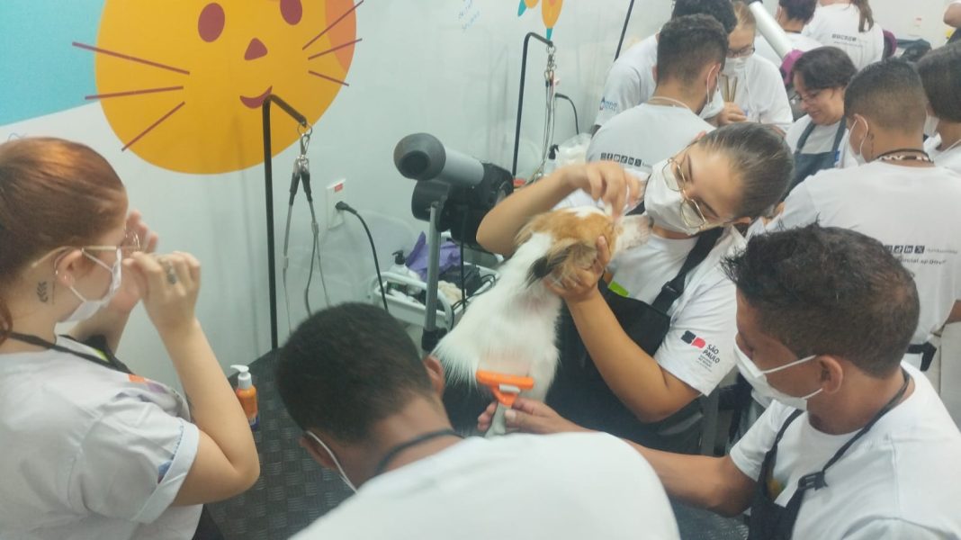 Em Taquaritinga: Curso gratuito de banho e tosa para pets será concluído nesta quinta-feira