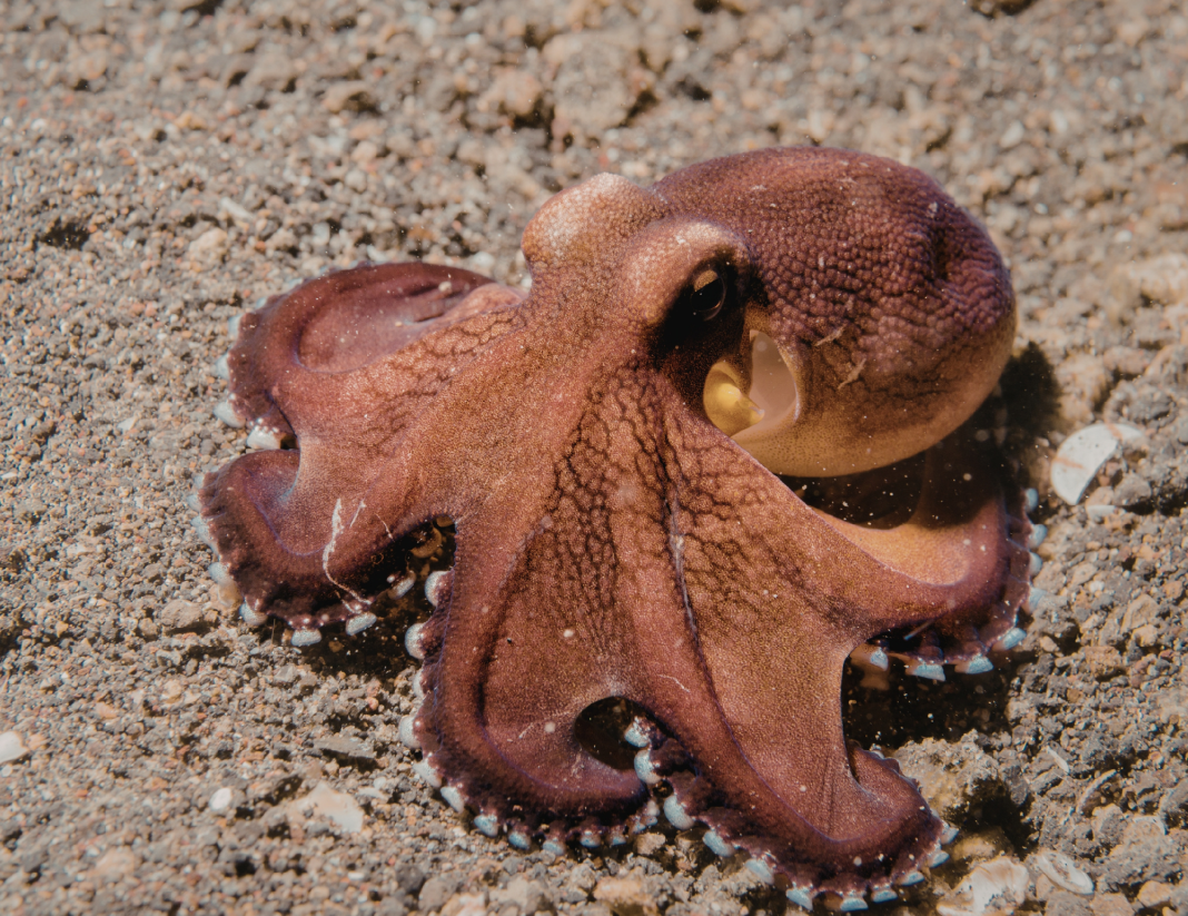 O elo invisível: Como a ciência e a ética estão redefinindo nossa relação com o reino animal