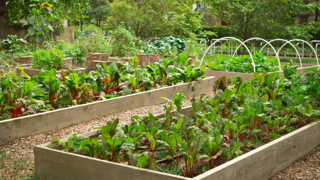 Espaço coletivo: Projeto de horta comunitária promove encontro aberto e incentiva sustentabilidade em Taquaritinga