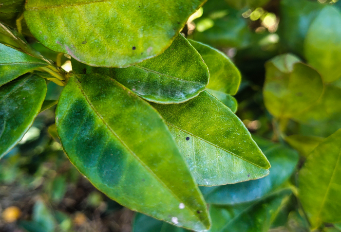Em São Paulo: Secretaria do Meio Ambiente de Taquaritinga reforça proibição da murta para combater avanço do greening na citricultura