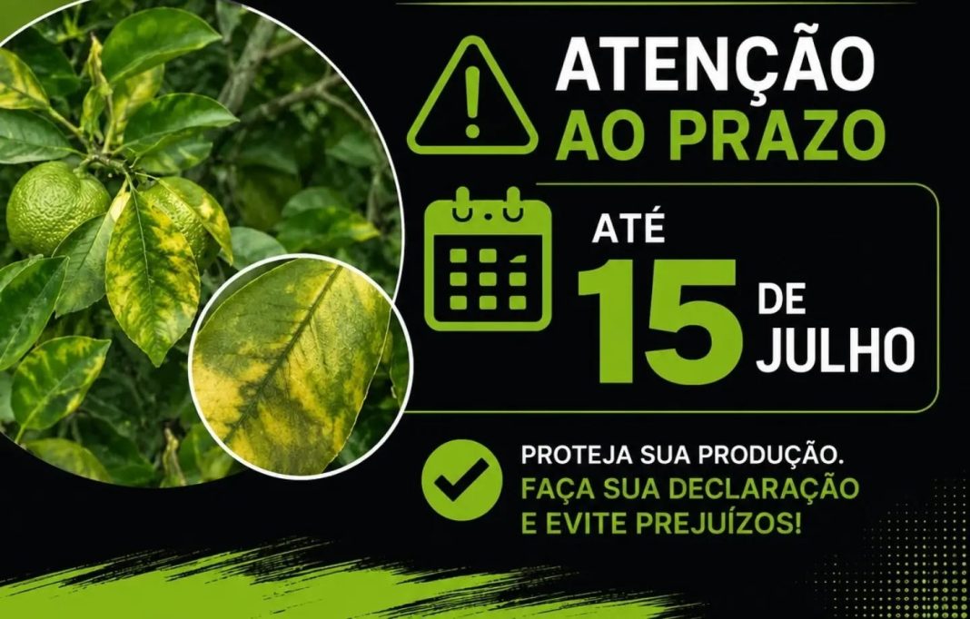 Proteção à citricultura: Produtores rurais têm até 15 de julho para entregar a Declaração do Greening