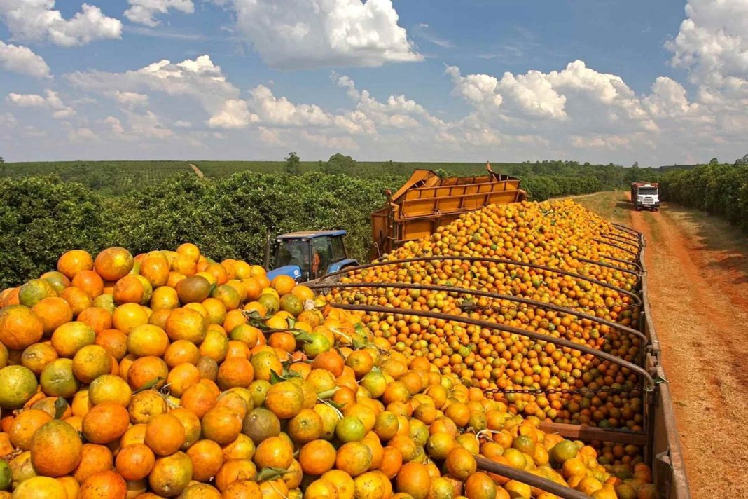 Em Taquaritinga: Queda no preço da laranja preocupa citricultores no início da safra 2025/2026