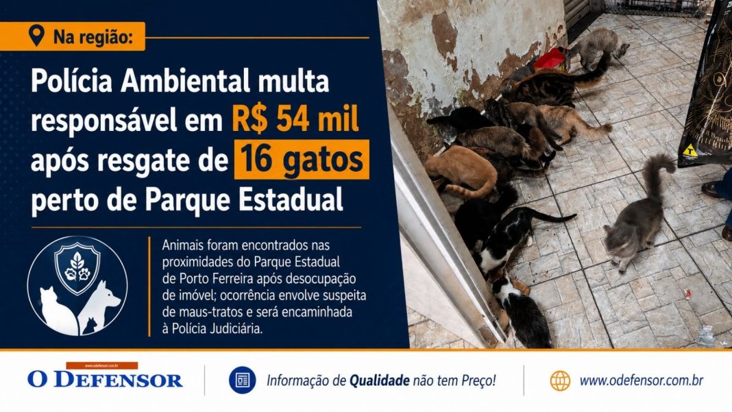 Na região: Polícia Ambiental multa responsável em R$ 54 mil após resgate de 16 gatos perto de Parque Estadual