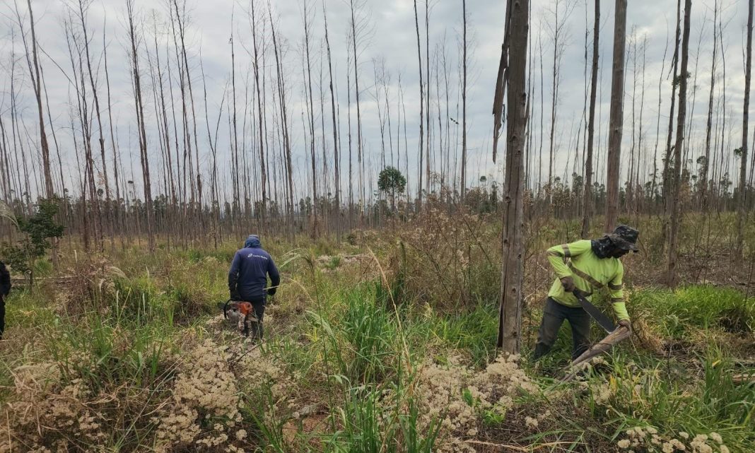 Na região: Polícia Ambiental prende dois suspeitos por furto de madeira em propriedade rural de Araraquara