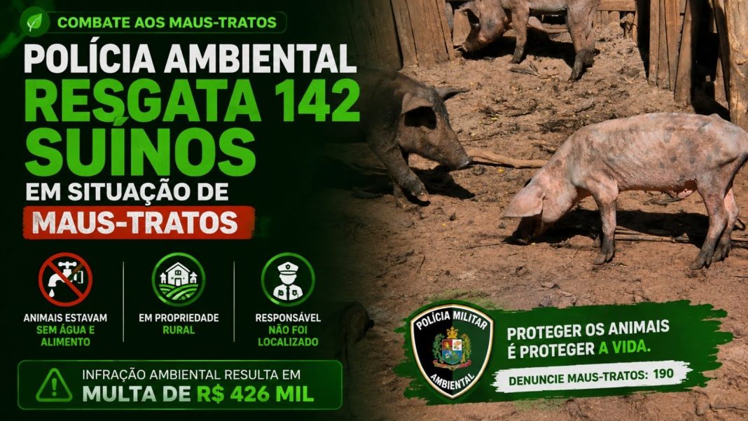 Em São Carlos: Polícia Ambiental resgata 142 suínos em situação de maus-tratos