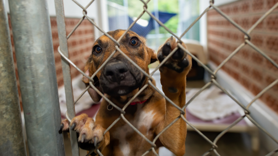 Generosidade: Ação solidária da APA Taquaritinga sorteia moto elétrica e arrecada recursos em prol dos animais