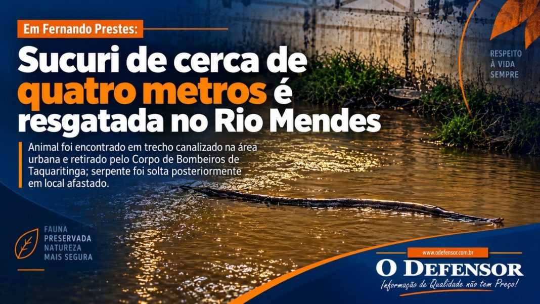 Em Fernando Prestes: Sucuri de cerca de quatro metros é resgatada no Rio Mendes