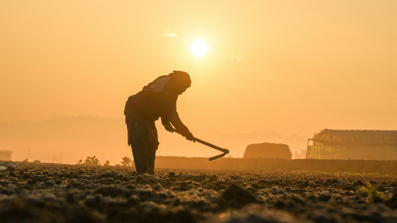 Nossa Palavra – A força que brota do campo: O papel da agricultura familiar no sustento de Taquaritinga